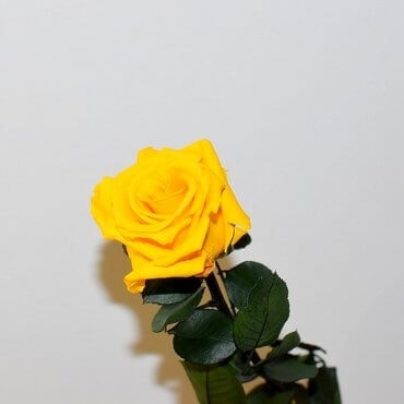 Stabilizuota geltona rožė